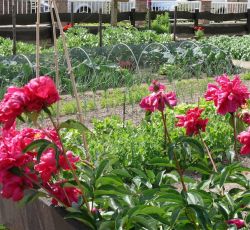 Gemüsepracht im Garten von Inge und Rolf Minor